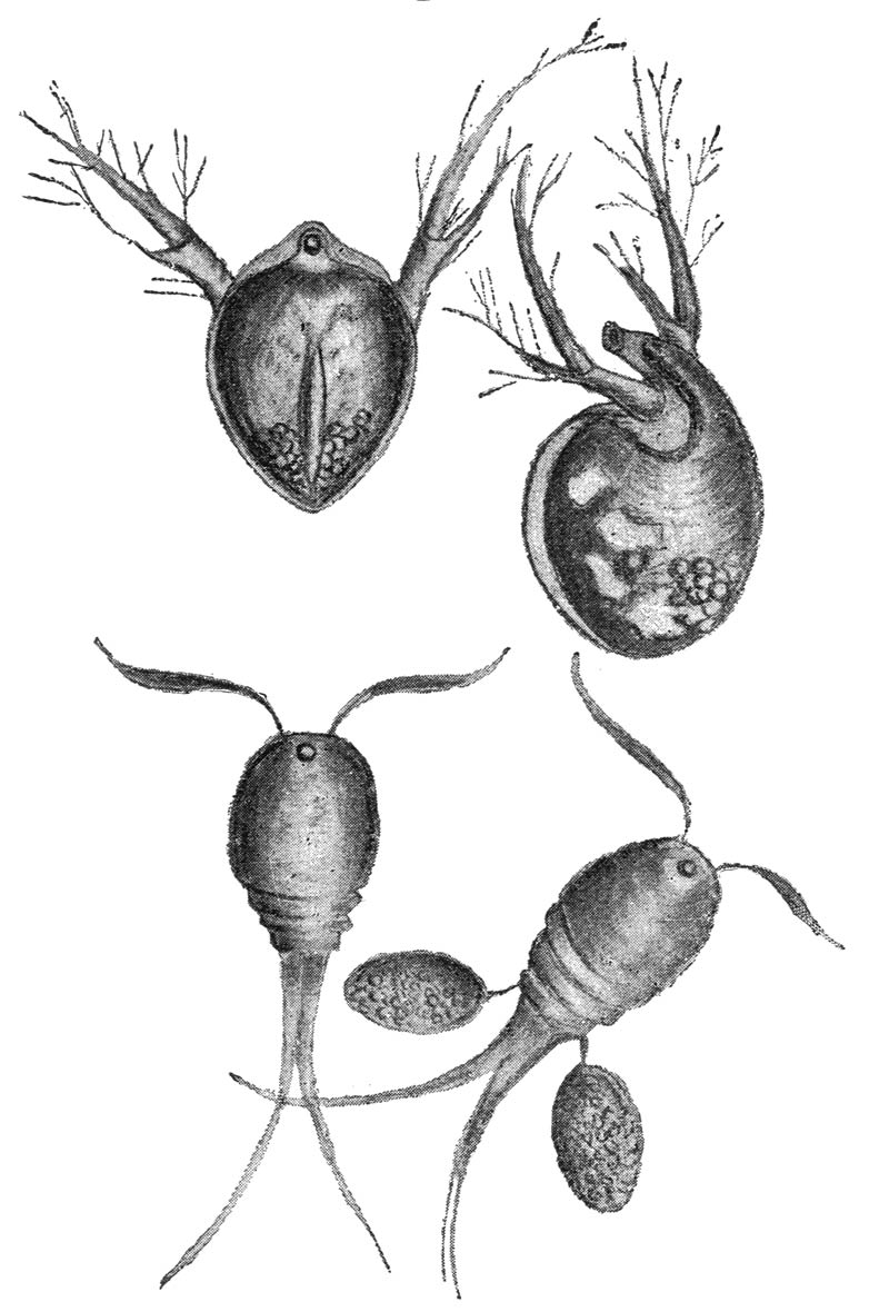 Boven: Daphnia’s. Onder: Cyclopen. Het exemplaar rechts met twee eiertaschjes (loupe-vergrooting naar de natuur.)