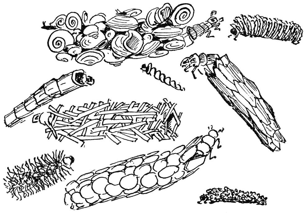 Kokerlarven van levende slakkenhuisjes, mossels, kroosblaadjes en ander materiaal.