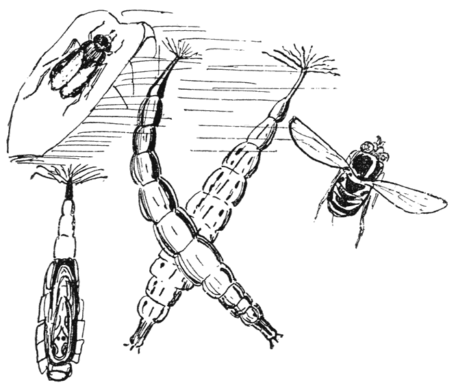 Wapenvlieg (stokje) Stratiomys chamaeleon. larve; pop geopend; volken insect.