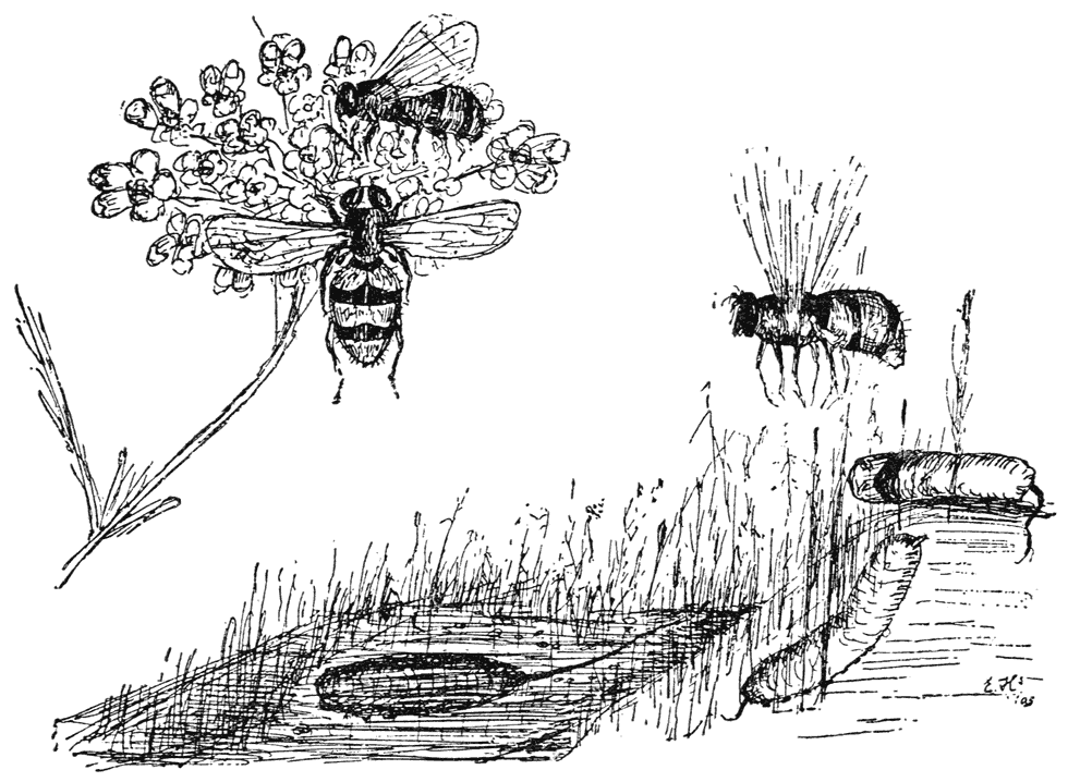 Links boven. Zweefvliegen op een schermbloem. Onder een rotje (Eristalis tenax) in water, een kruipend exemplaar en een pophuls. Een zwevende vlieg.