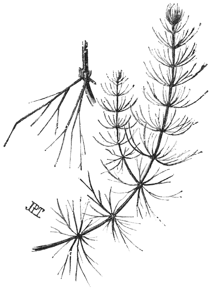 Hoornblad (Ceratophyilum submersum). Afzonderlijk: een bladoksel met bloempjes.
