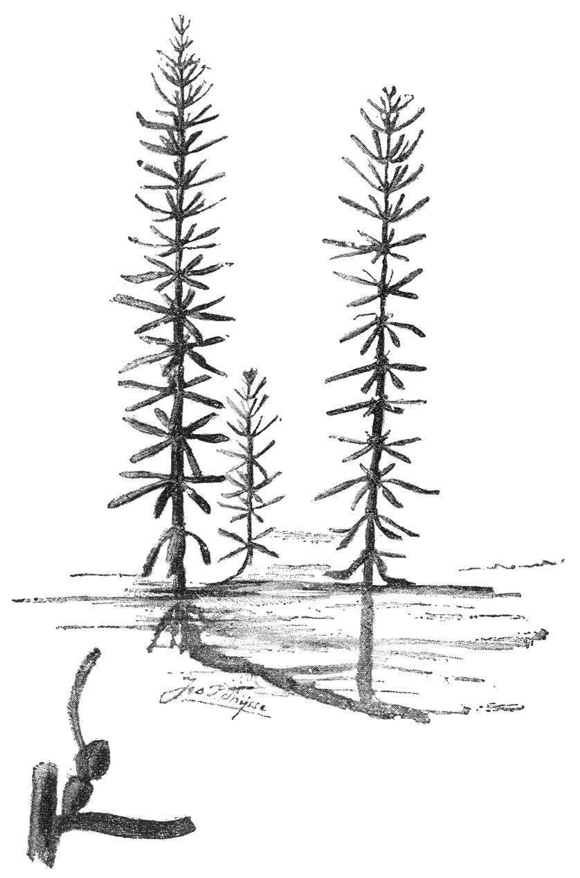 Lidsteng (Hippurus vulgaris) (links onder: een bloempje vergroot.)