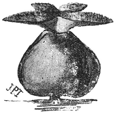 Bloem van Potamogeton crispus, eerste tijdperk van bloei.