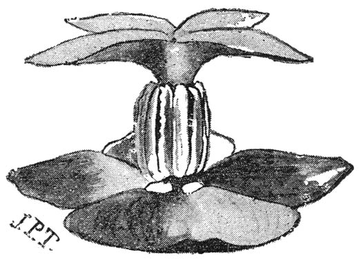 Bloem van Potamogeton crispus, tweede tijdperk van bloei.