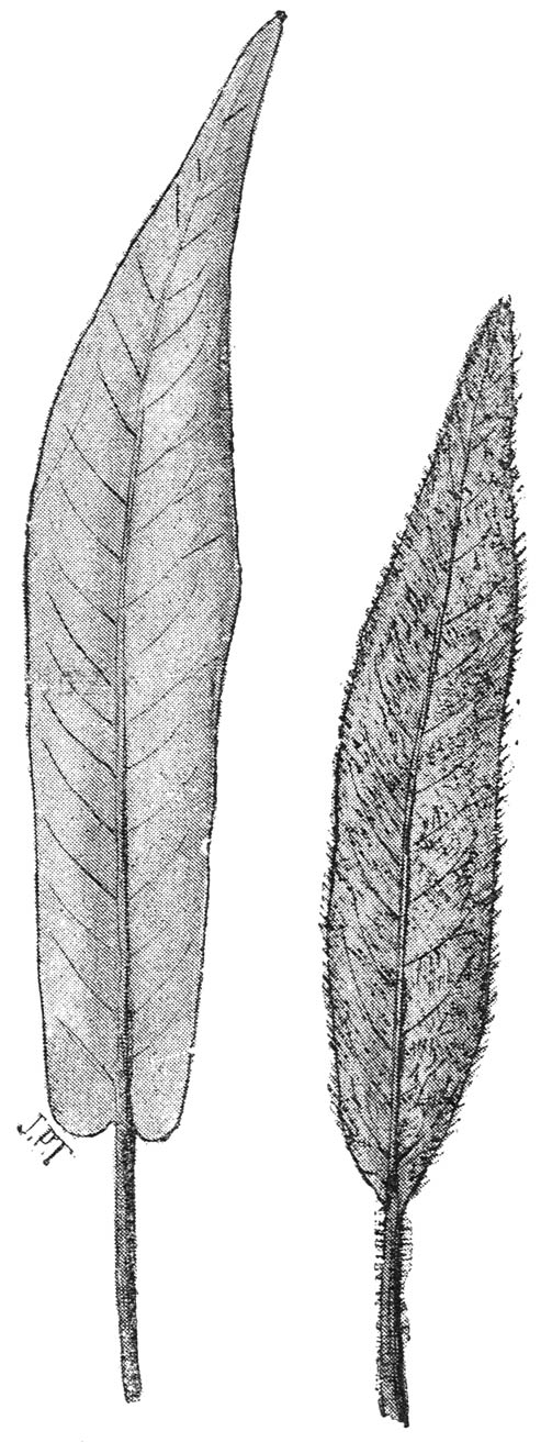 Bladeren van de Veenwortel (Polygonum amphibium) links watervorm, rechts landvorm.