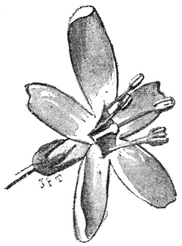 Kortstijlige bloem van Hottonia palustris.