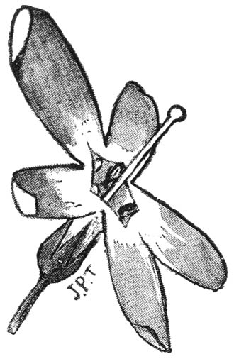 Langstijlige bloem van Hottonia palustris.