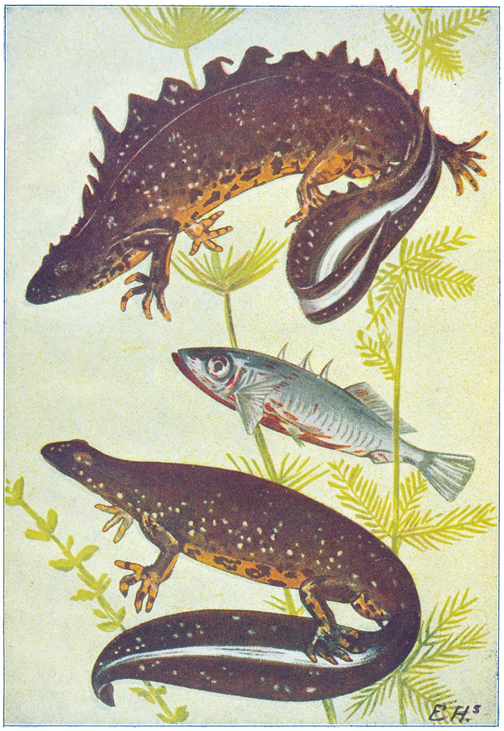 Kam-salamander of Groote Watersalamander. Het mannetje boven, pronkend voor het wijfje. In het midden een driestekelig stekelbaarsje in ’t prachtkleed.