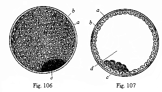 Figs. 106 and 107. The visceral embryonnic
vesicle (blastocystis or gastrocystis) of a rabbit.