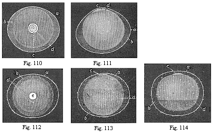 Fig.110. Ovum of a rabbit from the
uterus, one-sixth of an inch in diameter. Fig. 111. The same ovum, seen in
profile. Fig. 112. Ovum of a rabbit from the uterus, one-fourth of an inch in
diameter. Fig. 113. The same ovum, seen in profile. Fig. 114. Ovum of a rabbit
from the uterus, one-third of an inch in diameter.