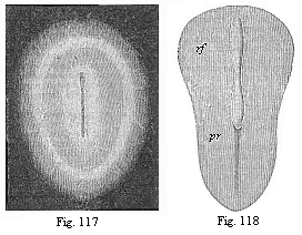 Fig.117. Oval germinal disk of the
rabbit, magnified. Fig. 118. Pear-shaped germinal shield of the rabbit (eight
days old), magnified.