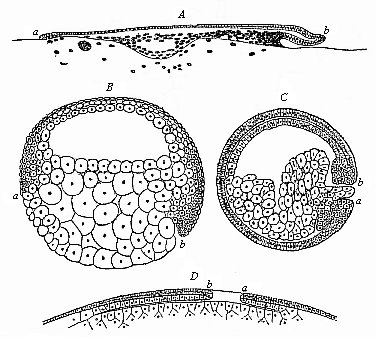 Fig.119. Median longitudinal section
of the gastrula of four vertebrates.