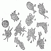 Fig.12 Mobile
cells from the inflamed eye of a frog.