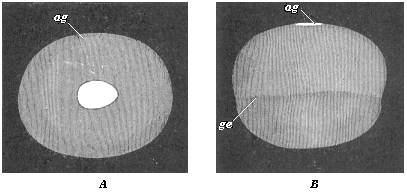 Fig.120. Embryonic vesicle of a
seven-days-old rabbit with oval embryonic shield (ag).