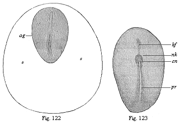 Fig.122. Dorsal shield (ag) and
germinative area of a rabbit-embryo of eight days. Fig. 123. Embryonic shield
of a rabbit of eight days.