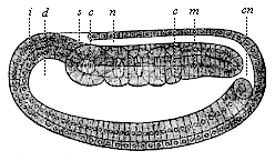 Fig.124. Longitudinal
section of the coelomula of amphioxus.