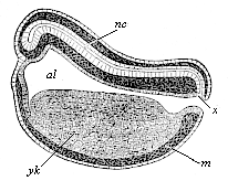 Fig.125. Longitudinal
section of the chordula of a frog.