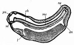 Fig.126. Longitudinal
section of a frog-embryo.