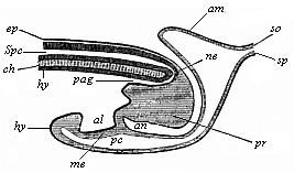 Fig.129. Longitudinal
section of the hinder end of a chick.