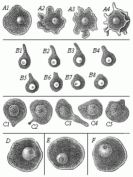 Fig.13 Ova of
various animals, executing amœboid movements.