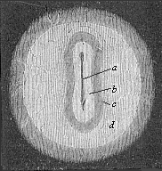 Fig.130. Germinal area
or germinal disk of the rabbit, with sole-shaped embryonic shield.