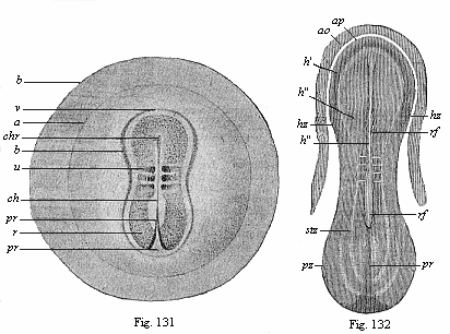 Fig.131. Embryo of the opossum, sixty
hours old. Fig. 132. Sandal-shaped embryonic shield of a rabbit of eight
days.
