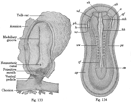 Fig.133. Human embryo at the
sandal-stage. Fig. 134. Sandal-shaped embryonic shield of a rabbit of nine
days.