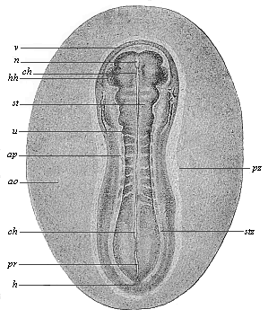 Fig.135. Sandal-shaped embryonic
shield of an opossum.
