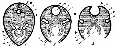 Fig.137. Three diagrammatic
transverse sections of the embryonic disk of the higher vertebrate, to show the
origin of the tubular organs from the bending germinal layers.