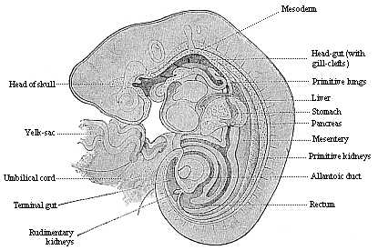 Fig.149. Longitudinal section of a
human embryo of the fourth week, one-fifth of an inch long.