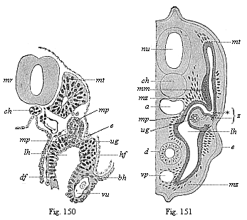 Fig.150. Transverse
section of a human embryo of fourteen days. Fig. 151. Transverse section of a
shark-embryo (or young selachius).