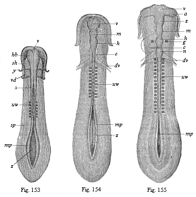 Figs. 153-155. Sole-shaped embryonic
disk of the chick, in three successive stages of development, looked at from
the dorsal surface, magnified, somewhat diagrammatic.