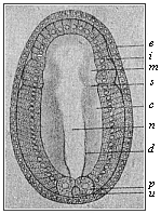 Fig.156. Embryo of the
amphioxus, sixteen hours old, seen from the back.