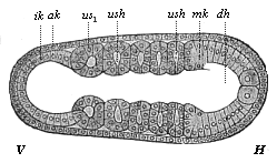 Fig.157. Embryo of the
amphioxus, twenty hours old, with five somites.
