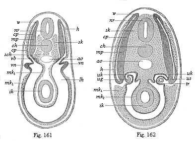 Figs. 161 and 162. Transverse section
of shark-embryos (through the region of the kidneys).