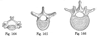 Fig.164. The third cervical vertebra
(human)> Fig. 165. The sixth dorsal vertebra (human). Fig. 166. The second
lumbar vertebra (human).