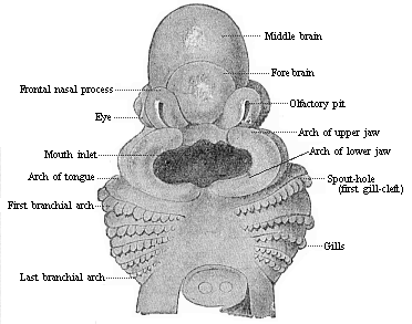 Fig.167. Head of a shark embryo.