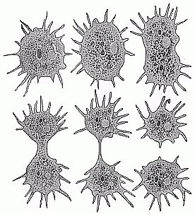 Fig.17 Division
of a unicellular amœba.