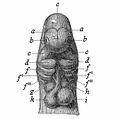 Fig.170. Head of a dog
embryo, seen from the front.