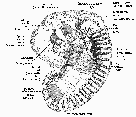 Fig.171. Human embryo of the fourth
week (twenty-six days old).