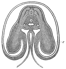 Fig.172. Transverse
section of the shoulder and fore-limb (wing) of a chick-embryo of the fourth
day.