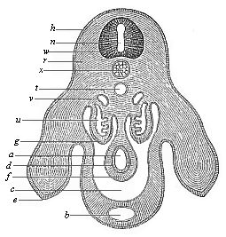 Fig.173. Transverse
section of the pelvic region and hind legs of a chick-embryo of the fourth
day.