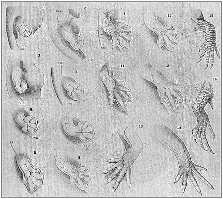 Fig.174. Development
of the lizard’s legs.