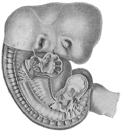 Fig.175. Human embryo, five weeks
old, half an inch long, seen from the right.