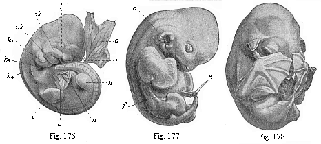 Figs. 176-178. Embryos of the bat
(Vespertilio murinus) at three different stages.