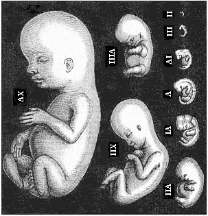 Fig.179. Human embryos from the
second to the fifteenth week, seen from the left.