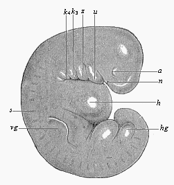 Fig.180. Very young
human embryo of the fourth week, one-fourth of an inch long.