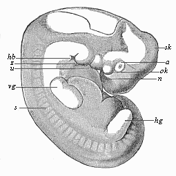 Fig.181. Human embryo
of the middle of the fifth week, one-third of an inch long.