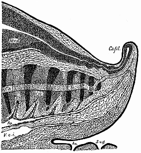Fig.182. Median longitudinal section
of the tail of a human embryo, two-thirds of an inch long.