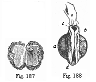 Fig.187. Human ovum of
ten days. Fig. 188. Human foetus of ten days, taken from the preceding ovum, magnified.
